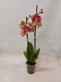 Phal 1-tak Flash 12/55