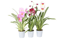 Miltoniopsis Mix  12/45