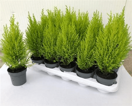 Cupressus Golde Wilma 11/35