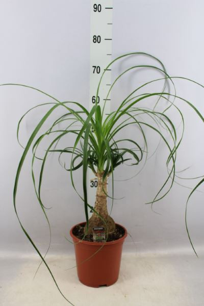 Beaucarnea Recur 12/45
