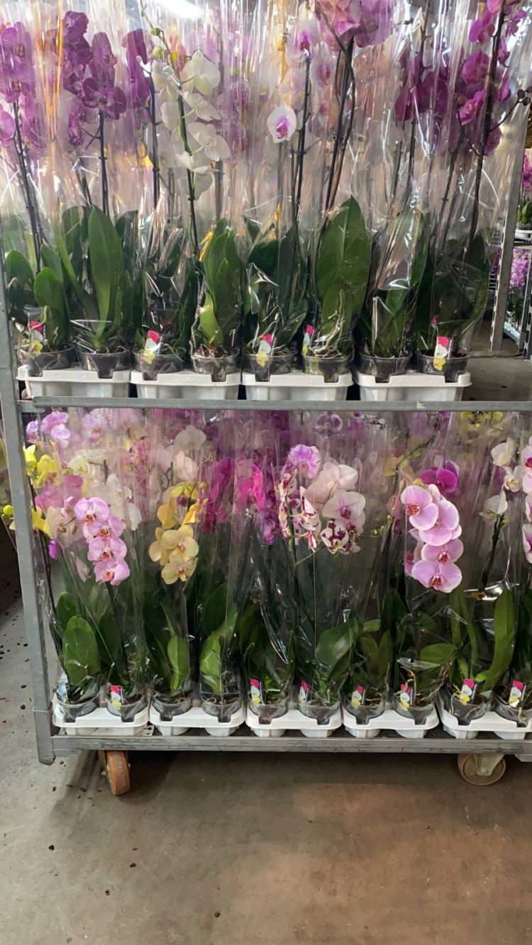 Phal 1/2-tak A2 Opti-flor Mix 12/70