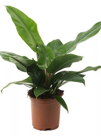 Philodendron Imperial Green 12/35