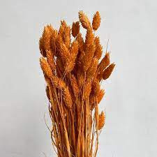 Phalaris Orange