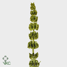 Moluccella Stuk