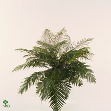 Blechnum Gibbum Silver Lady
