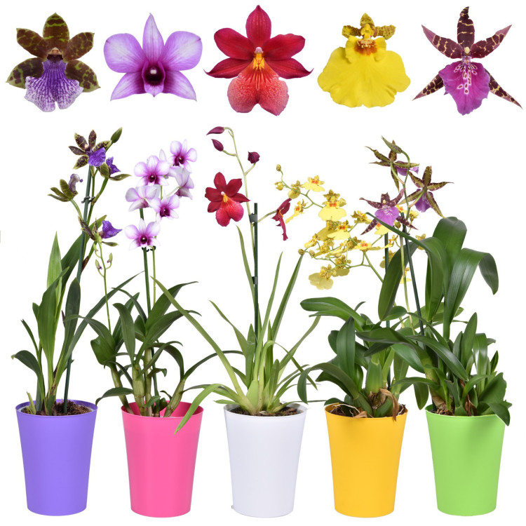 Orchidea Mix + пластиковий горщик 14/40