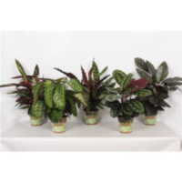 Calathea Special-mix Russia-decorum