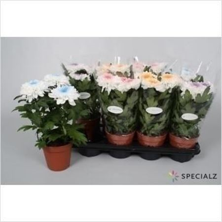 Chrysanth Zembla White Colored (clock)