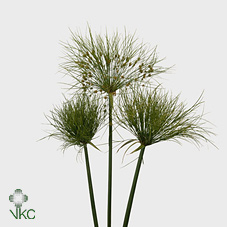 Cyperus