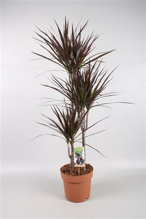 Dracaena Marg Magenta 60-30-15
