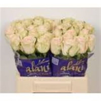 Rose Wedding Rose 40 sm