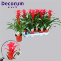 Guzmania Calypso Rood (decorum)