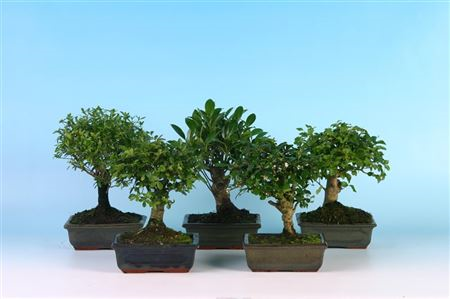 Bonsai Mix 16/30