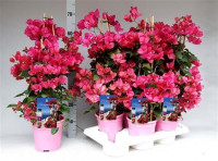 Bougainv Dania Stam 17/70