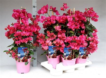 Bougainv Dania Stam 17/70