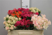 Rose Kl Red Mountain 35 sm