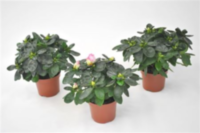 Rhodo Si Mix (clock)