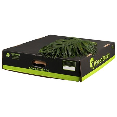 Chico Jumbo Green Beauty