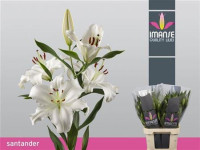 Lilium Oriental MonteneuX 10 Holland