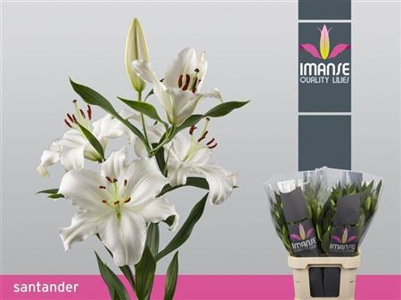 Lilium Oriental MonteneuX 10 Holland