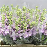 Matthiola Mathilda Pink X10