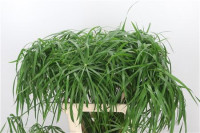 Cyperus Alternifolius (zumula)