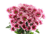 Chr T Haydar Pink X5