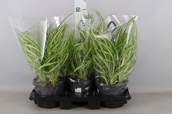 Chlorophitum Com Vittatum 12/35