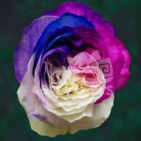 MY 02 Mother mayras rose PNT 60 sm Ecuador (крашенный)