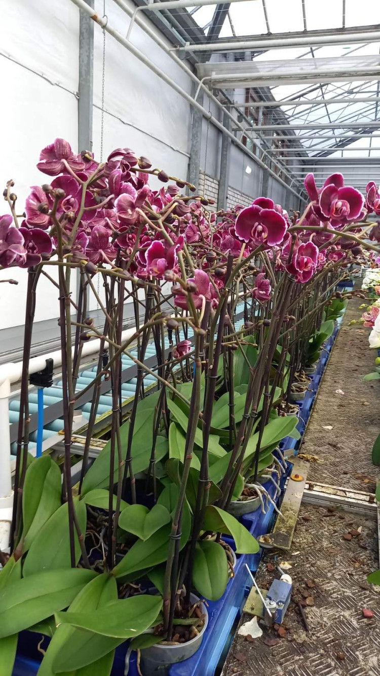 Phal Fragrance Butterfly Mutant 12/35