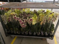 Phal 1-tak A2 Orhids Multi Oranje 12/40