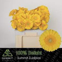 Gerbera Medina X25 Holland
