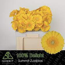 Gerbera Medina X25 Holland