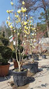 Magnolia Yellow 23/110
