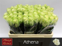 Rose Athena 60 sm