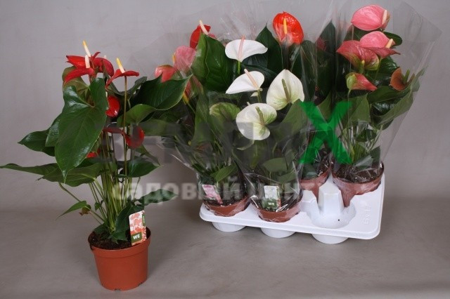 Anthurium Mix 12/35