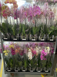 Phal A2 1-tak TerLaak Mix 12/80