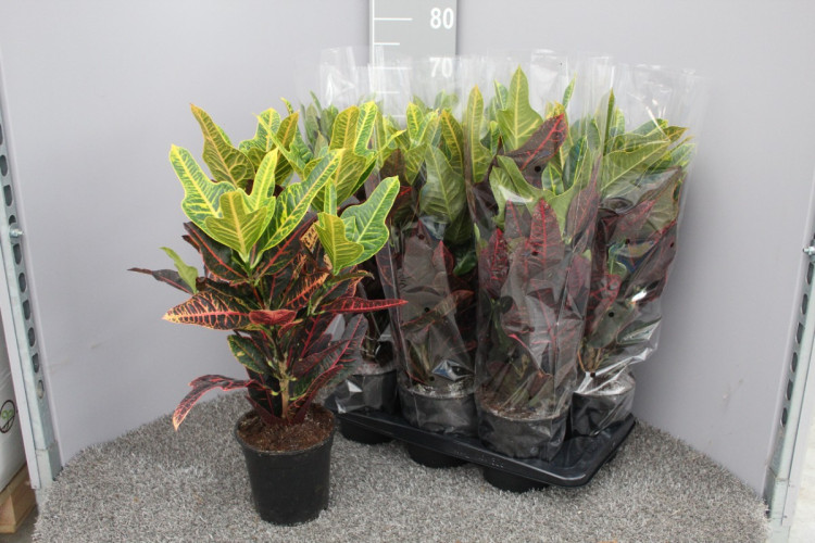 Codiaeum Excellent Кротон 13/30