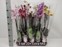 Phal 1/2-tak Opti-flor Paars 7/25