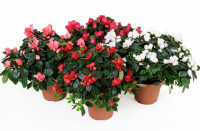 Rhododendron Mix 12/25