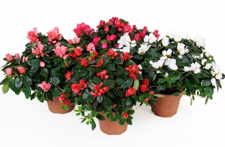 Rhododendron Mix 12/25