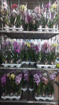 Phal 2-tak A2 Cascade Duijn-Hove Mix 12/55