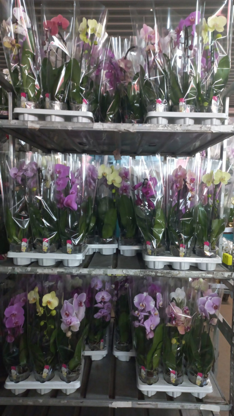 Phal 2-tak A2 Cascade Duijn-Hove Mix 12/55