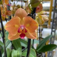 Phal 2-tak A2 Cascade Duijn-Hove Mix 12/55 - IMG-52579d62b252c81209d909e07c1ad3a7-V