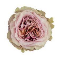 Rose Mabella 40 sm Х10