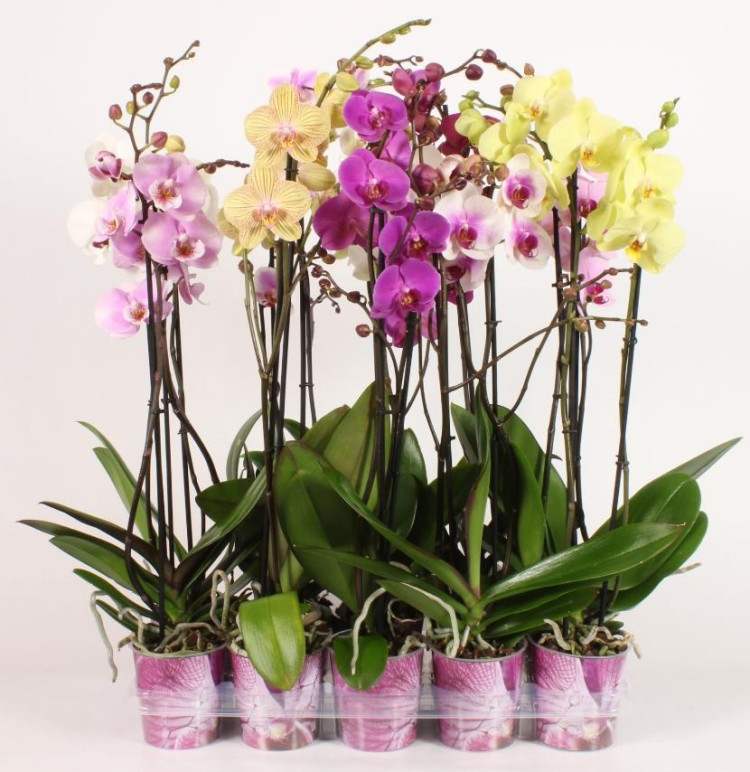 Phal 2/3-tak Piko Mix 12/50