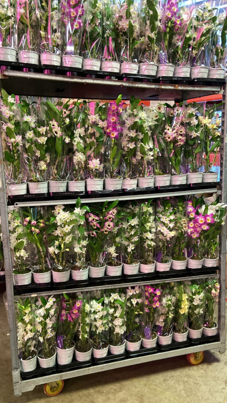 1-tak Dendrobium Nobile Mix 12/40