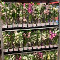 1-tak Dendrobium Nobile Mix 12/40 - зображення_viber_2025-03-08_19-02-45-367