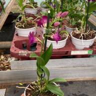 1-tak Dendrobium Nobile Mix 12/40 - зображення_viber_2025-06-04_14-17-58-007