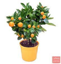 Citrofortunella Microcarpa 12/28